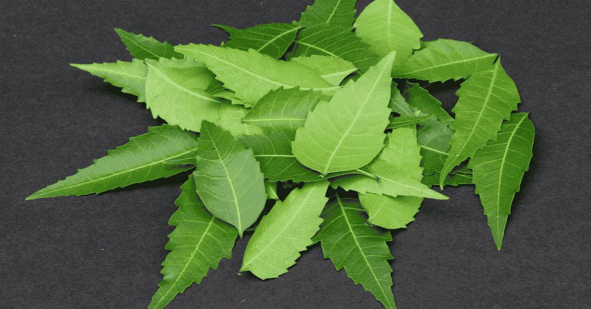 Neem & Tulsi